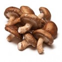 Seta shiitake BIO