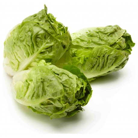 Cogollo lechuga BIO,precio por unidad