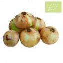 Cebolla semiseca BIO (Granada) el Kg