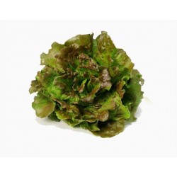Lechuga maravilla BIO