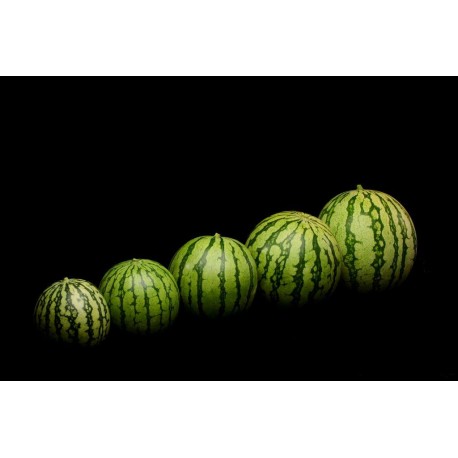 Sandia mini BIO, precio por 100 gramos.
