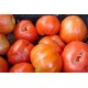 Tomate huevo de toro BIO , precio por 100 gramos