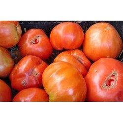 Tomate huevo de toro BIO , precio por 100 gramos