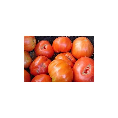 Tomate huevo de toro BIO , precio por 100 gramos