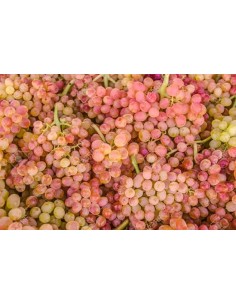 Comprar Uva negra BIO sin semillas, precio por 100 grs. - BIOENCASA