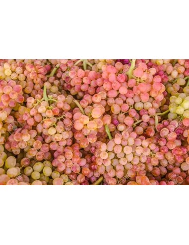 Comprar Uva negra BIO sin semillas, precio por 100 grs. - BIOENCASA