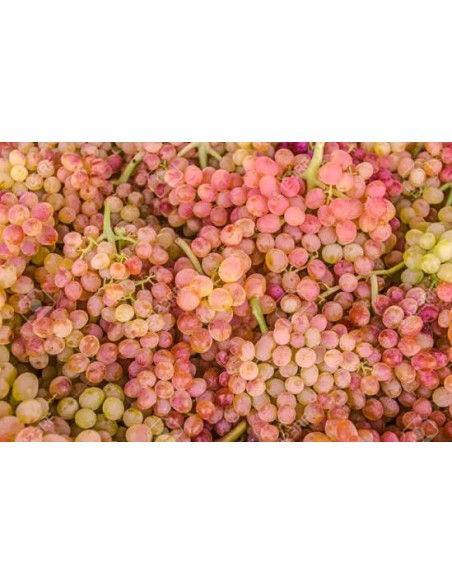 Comprar Uva negra BIO sin semillas, precio por 100 grs. - BIOENCASA